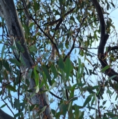 Eucalyptus melliodora (Yellow Box) at Mount Majura - 15 Jun 2024 by EcolCara37