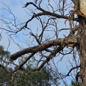 Eucalyptus melliodora at Mount Majura - 15 Jun 2024