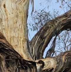 Eucalyptus melliodora at Mount Majura - 15 Jun 2024