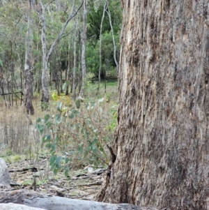 Eucalyptus melliodora at Mount Majura - 15 Jun 2024 02:49 PM