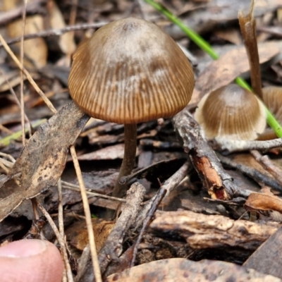 Unidentified Cap on a stem; gills below cap [mushrooms or mushroom-like] at Bungonia, NSW - 15 Jun 2024 by trevorpreston