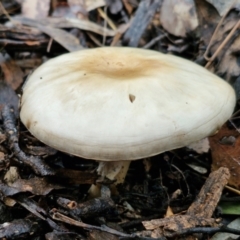 Unidentified Cap on a stem; gills below cap [mushrooms or mushroom-like] at Bungonia National Park - 15 Jun 2024 by trevorpreston