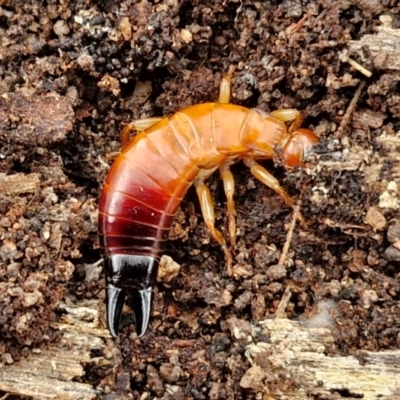 Anisolabididae (family) (Unidentified wingless earwig) at Bungonia National Park - 15 Jun 2024 by trevorpreston