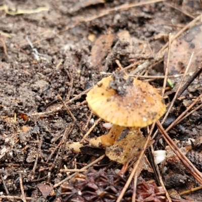 Unverified Cap on a stem; gills below cap [mushrooms or mushroom-like] - 1 Jan 1900 by trevorpreston