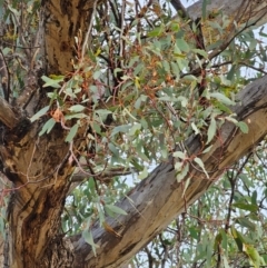 Eucalyptus melliodora (Yellow Box) at Mount Majura - 15 Jun 2024 by EcolCara37