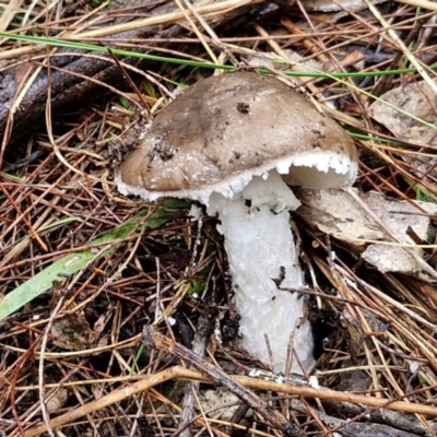 Unidentified Cap on a stem; gills below cap [mushrooms or mushroom-like] at Bungonia National Park - 15 Jun 2024 by trevorpreston