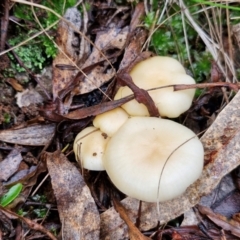 Unidentified Cap on a stem; gills below cap [mushrooms or mushroom-like] at Bungonia National Park - 15 Jun 2024 by trevorpreston