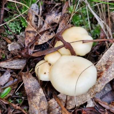 Unidentified Cap on a stem; gills below cap [mushrooms or mushroom-like] at Bungonia National Park - 15 Jun 2024 by trevorpreston