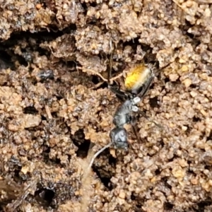 Camponotus aeneopilosus at Bungonia National Park - 15 Jun 2024