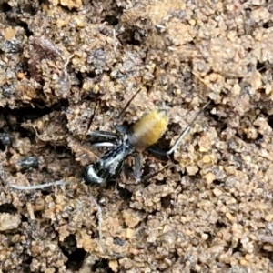 Camponotus aeneopilosus at Bungonia National Park - 15 Jun 2024 12:21 PM