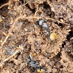 Camponotus aeneopilosus at Bungonia National Park - 15 Jun 2024 12:21 PM