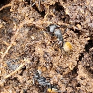 Camponotus aeneopilosus at Bungonia National Park - 15 Jun 2024 12:21 PM