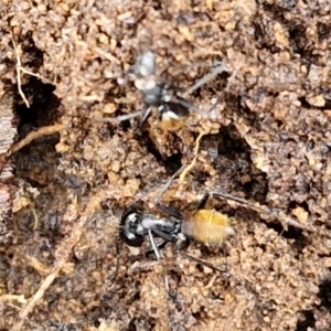Camponotus aeneopilosus at Bungonia National Park - 15 Jun 2024 12:21 PM
