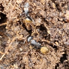 Camponotus aeneopilosus at Bungonia National Park - 15 Jun 2024 12:21 PM