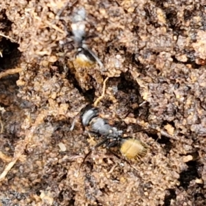 Camponotus aeneopilosus at Bungonia National Park - 15 Jun 2024 12:21 PM