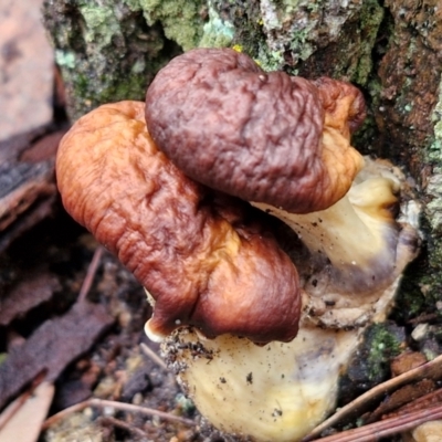 Unidentified Cap on a stem; gills below cap [mushrooms or mushroom-like] at Bungonia, NSW - 15 Jun 2024 by trevorpreston