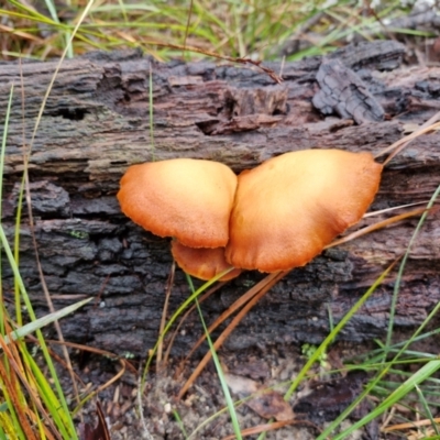 Gymnopilus sp. (Gymnopilus) at Bungonia, NSW - 15 Jun 2024 by trevorpreston