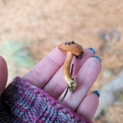 Chalciporus piperatus at suppressed - suppressed