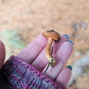 Chalciporus piperatus at suppressed - suppressed