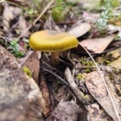 Cortinarius austrovenetus (Green Skinhead) at QPRC LGA - 15 Jun 2024 by Csteele4