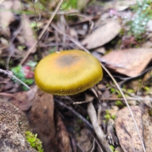 Cortinarius austrovenetus at QPRC LGA - 15 Jun 2024 01:32 PM