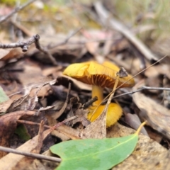 Cortinarius austrovenetus at QPRC LGA - 15 Jun 2024 01:32 PM