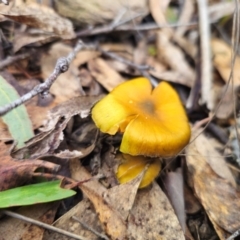 Cortinarius austrovenetus at QPRC LGA - 15 Jun 2024 01:32 PM