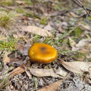 Cortinarius austrovenetus at QPRC LGA - 15 Jun 2024 01:32 PM