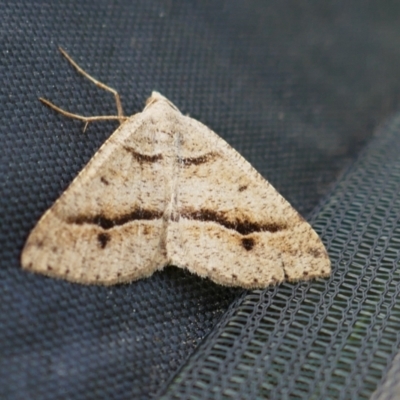 Unidentified Moth (Lepidoptera) at Alpine National Park - 26 Mar 2022 by MB