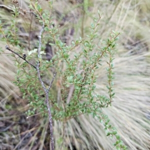 Bursaria spinosa subsp. lasiophylla at Jerangle, NSW - 10 Jun 2024 03:33 PM