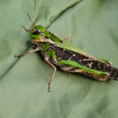 Gastrimargus musicus (Yellow-winged Locust or Grasshopper) at Snowy River National Park - 28 Mar 2022 by MB