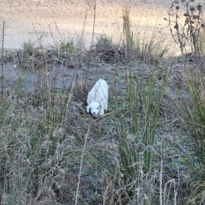 Capra hircus (Goat) at Jerangle, NSW - 10 Jun 2024 by Csteele4