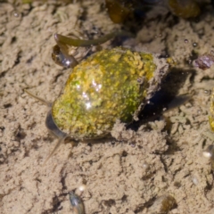 Physa acuta at Uriarra Recreation Reserve - 17 Nov 2023