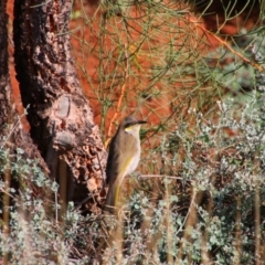 Gavicalis virescens (Singing Honeyeater) at Port Augusta West, SA - 13 Jun 2019 by MB