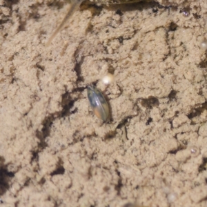 Podocopida (Order) at Uriarra Recreation Reserve - 17 Nov 2023 11:51 AM