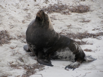 Neophoca cinerea (Australian sea-lion) at Esperance, WA - 1 Sep 2010 by MB