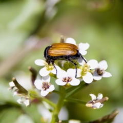 Phyllotocus rufipennis (Nectar scarab) at Uriarra Recreation Reserve - 17 Nov 2023 by KorinneM