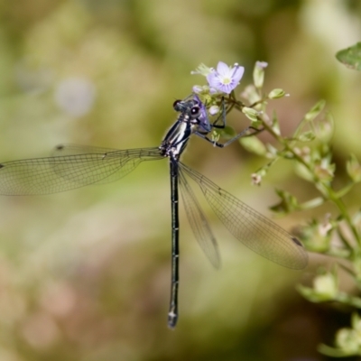 Austroargiolestes icteromelas (Common Flatwing) at Uriarra Recreation Reserve - 17 Nov 2023 by KorinneM