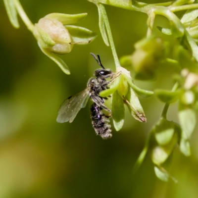 Leioproctus (Leioproctus) launcestonensis at Uriarra Recreation Reserve - 17 Nov 2023 by KorinneM