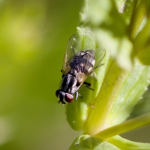 Musca vetustissima at Uriarra Recreation Reserve - 17 Nov 2023 05:12 PM