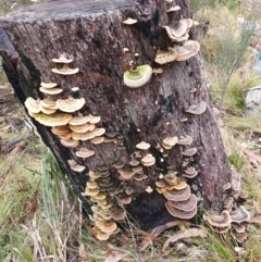 Trametes versicolor (Turkey Tail) at Namadgi National Park - 15 Jun 2024 by jmcleod