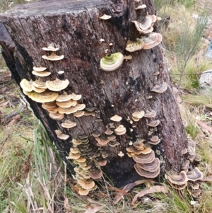 Trametes versicolor at Namadgi National Park - 15 Jun 2024 11:42 AM