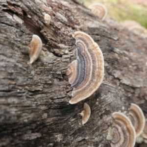 Trametes versicolor at Namadgi National Park - 15 Jun 2024