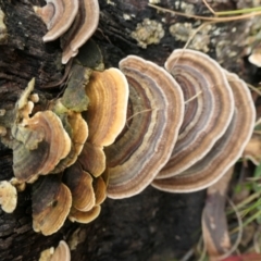 Trametes versicolor at Namadgi National Park - 15 Jun 2024 11:42 AM