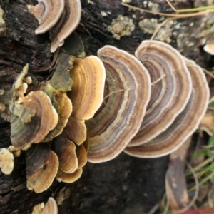 Trametes versicolor at Namadgi National Park - 15 Jun 2024 11:42 AM