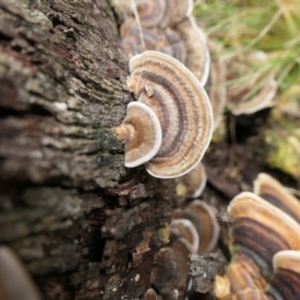 Trametes versicolor at Namadgi National Park - 15 Jun 2024 11:42 AM