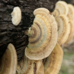 Trametes versicolor at Namadgi National Park - 15 Jun 2024