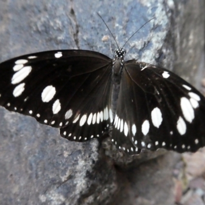 Euploea corinna (Common Crow Butterfly, Oleander Butterfly) at Lake Argyle, WA - 11 Jun 2017 by MB