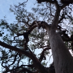 Eucalyptus polyanthemos (Red Box) at Isaacs Ridge and Nearby - 15 Jun 2024 by Mike