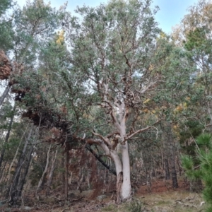 Eucalyptus polyanthemos at Isaacs Ridge and Nearby - 15 Jun 2024